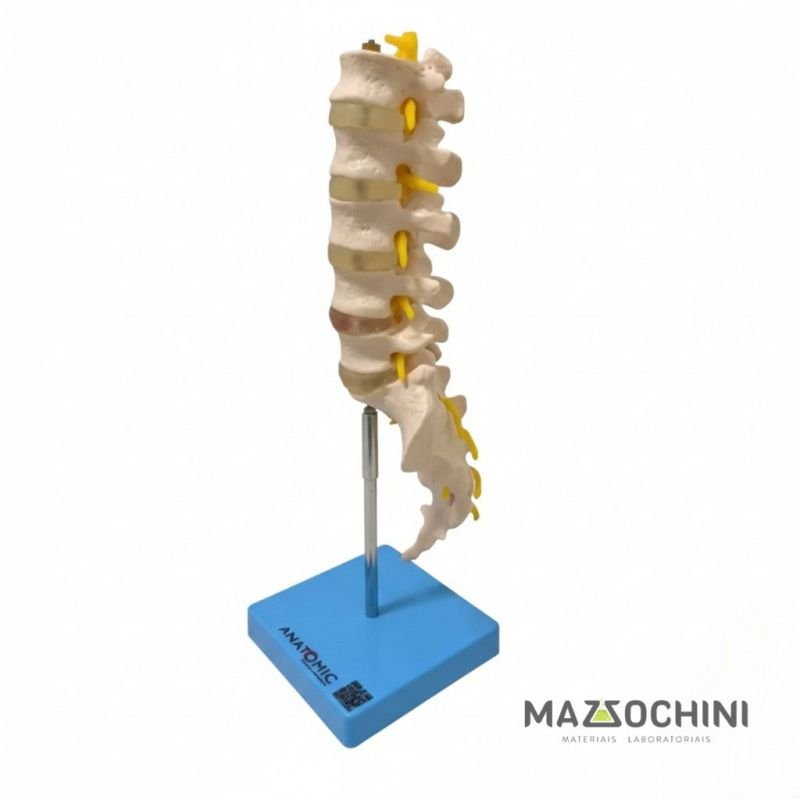 COLUNA VERTEBRAL LOMBAR TAMANHO NATURAL
