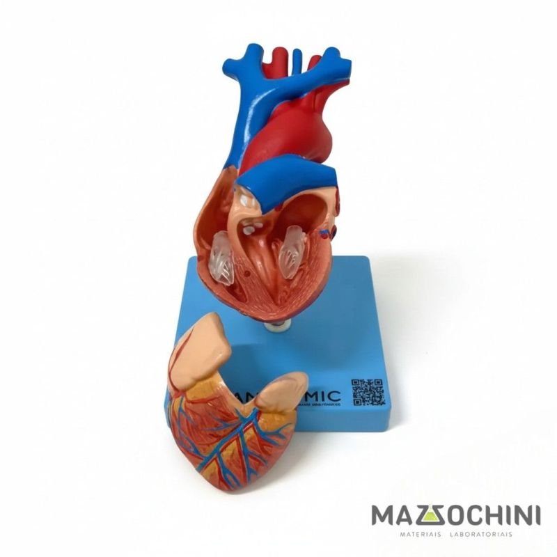 CORACAO TAMANHO NATURAL COM 2 PARTES