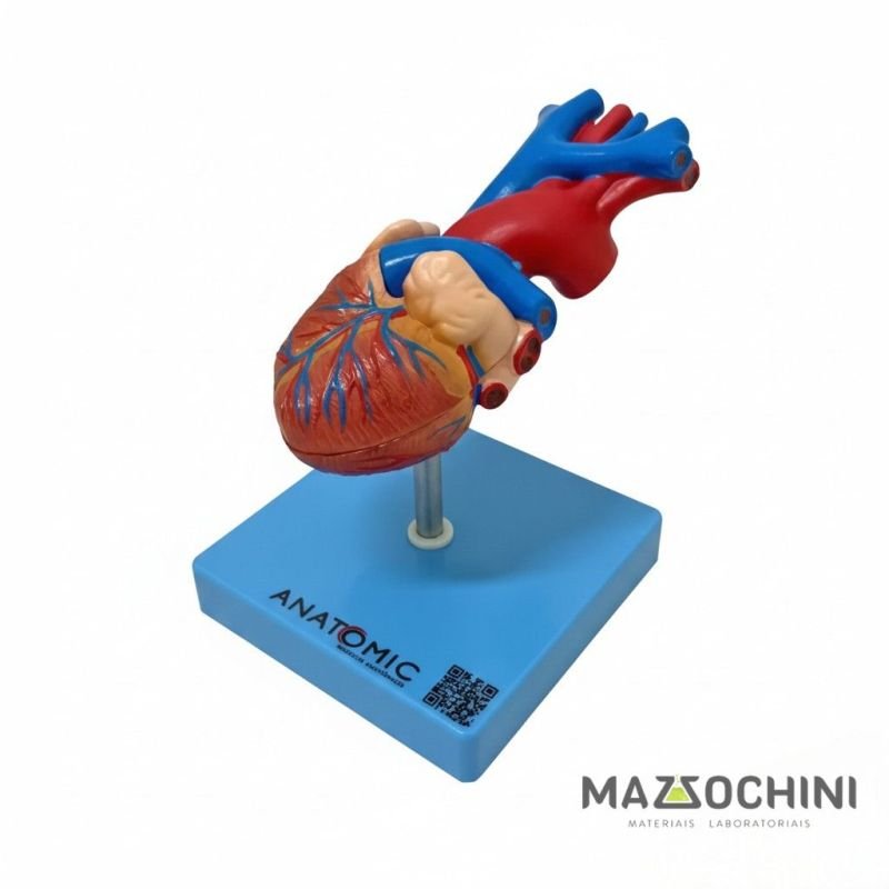 CORACAO TAMANHO NATURAL COM 2 PARTES